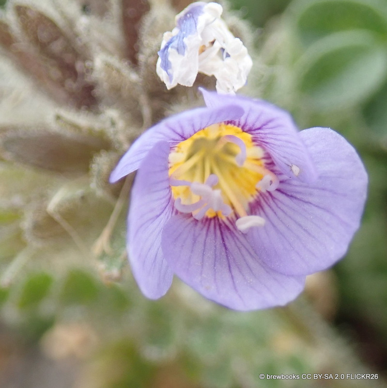 Polemonium 'Pink Beauty' 1ltr