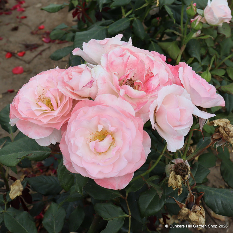 English Miss - Hybrid Tea Rose