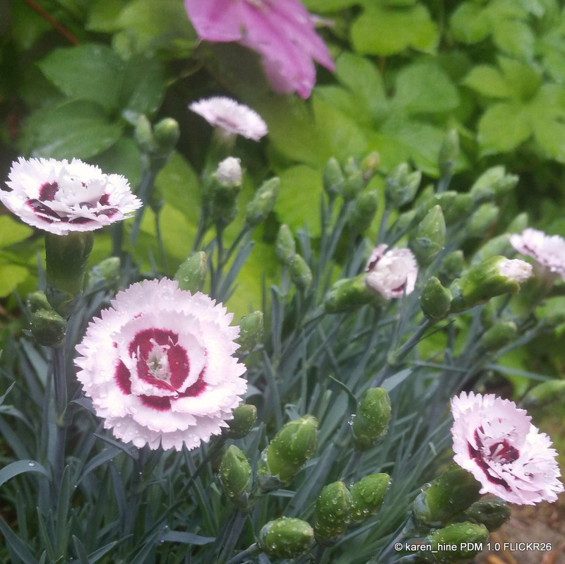Dianthus Scent First 'Raspberry Sundae'-1L