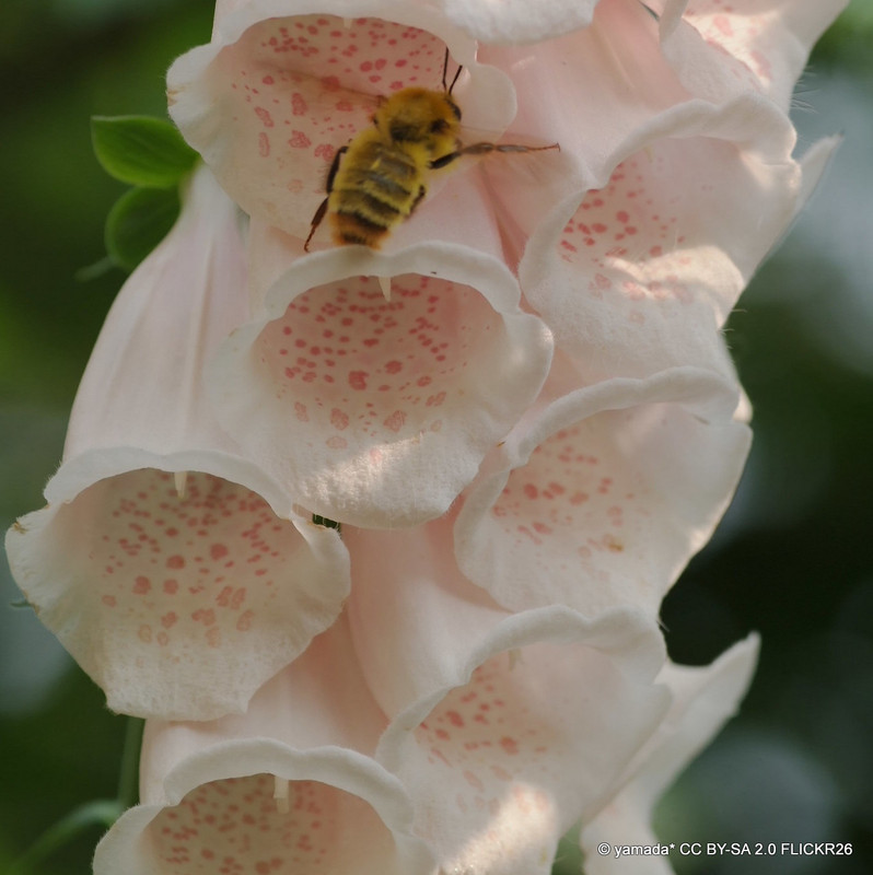 Digitalis purpurea 'Foxybee Apricot'-1L