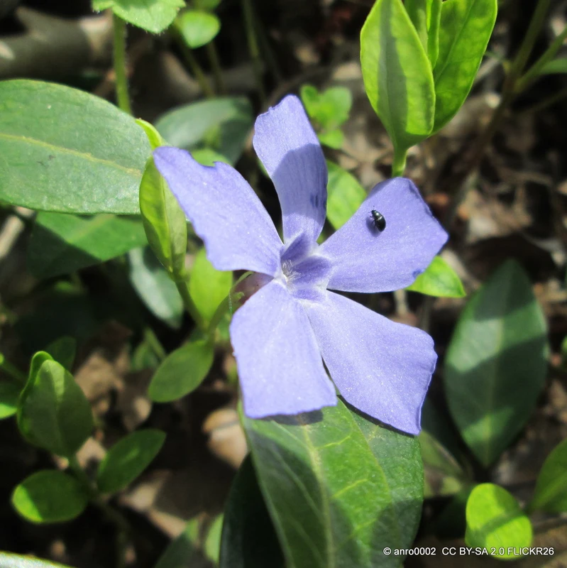 Vinca minor 'Valentin'-1L