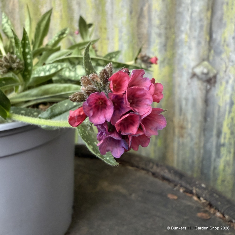 Pulmonaria Raspberry Splash 4L