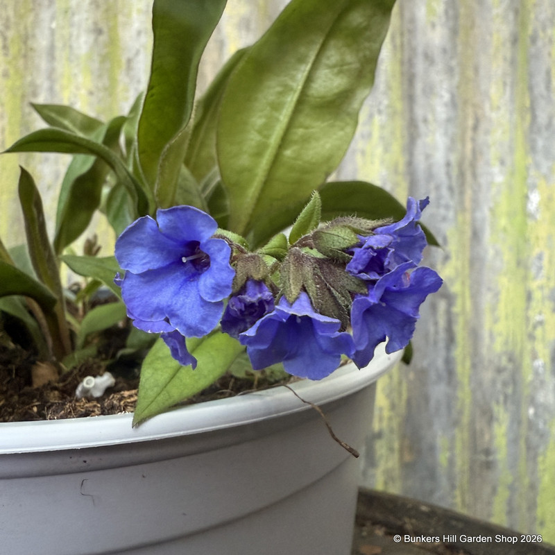 Pulmonaria 'Blue Ensign' 4L