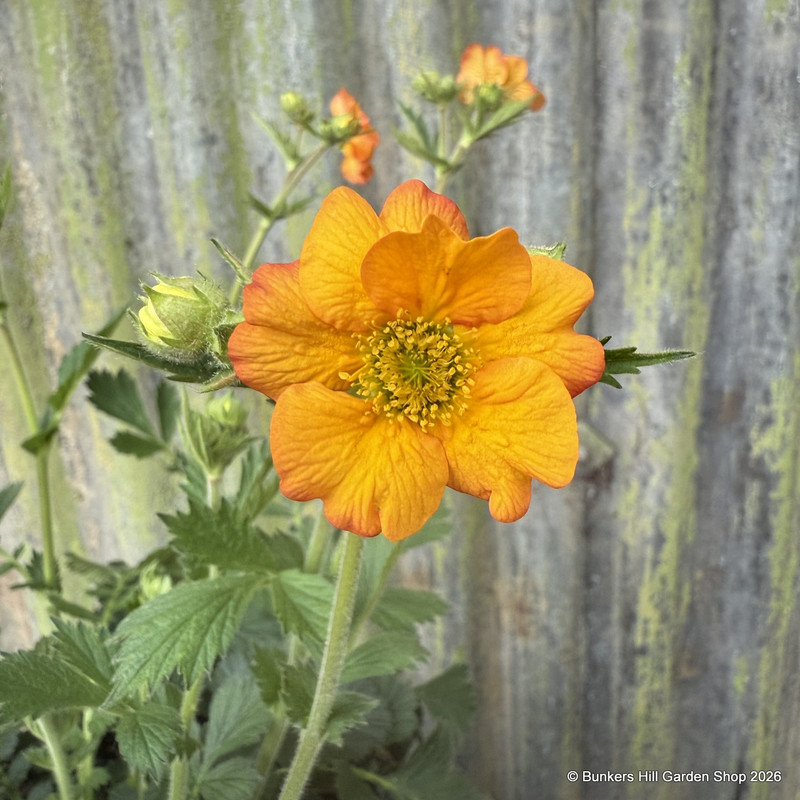 Geum 'Totally Tangerine' 4L