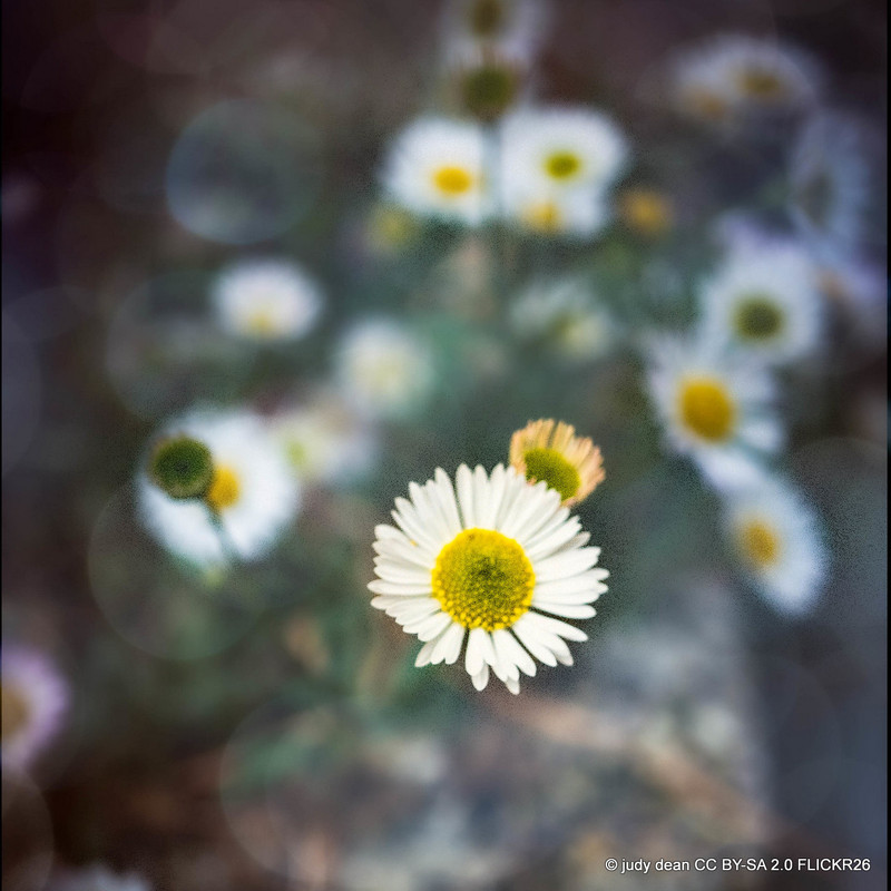Erigeron 'Schneewitchen' 1ltr pot