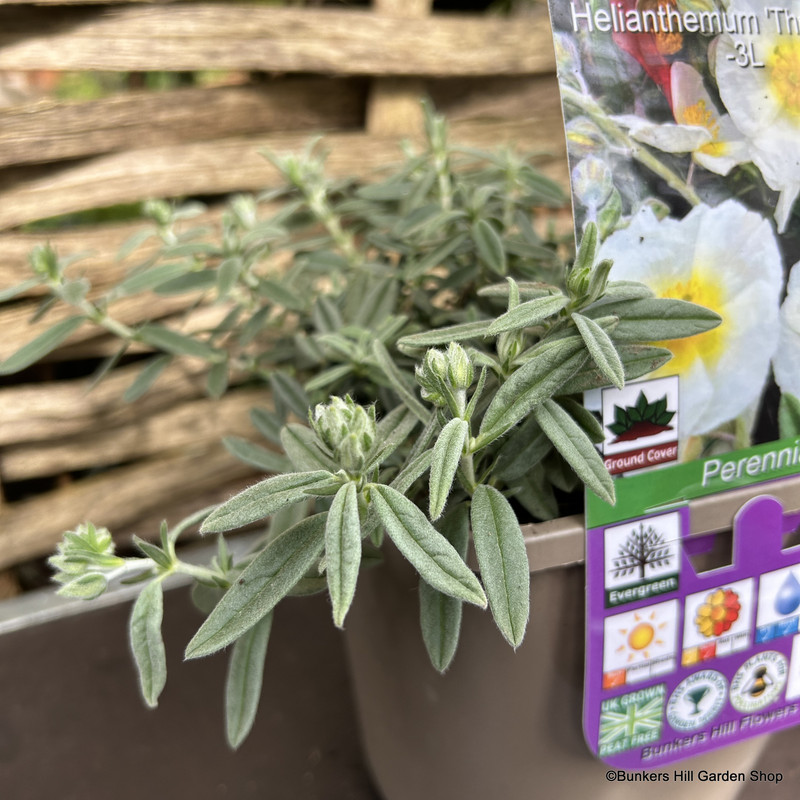 Helianthemum 'The Bride' 1ltr