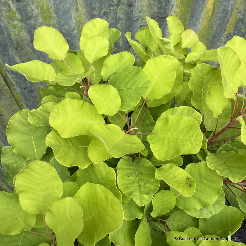 Cotinus coggygria 'Lemon Lady' 3L