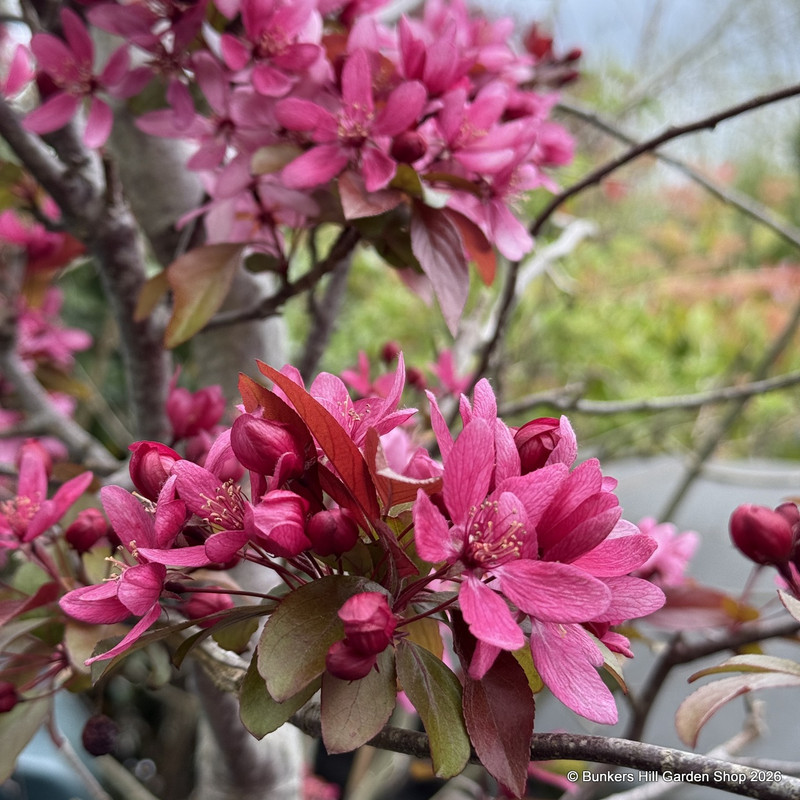 Malus toringa Scarlet 8/10cm