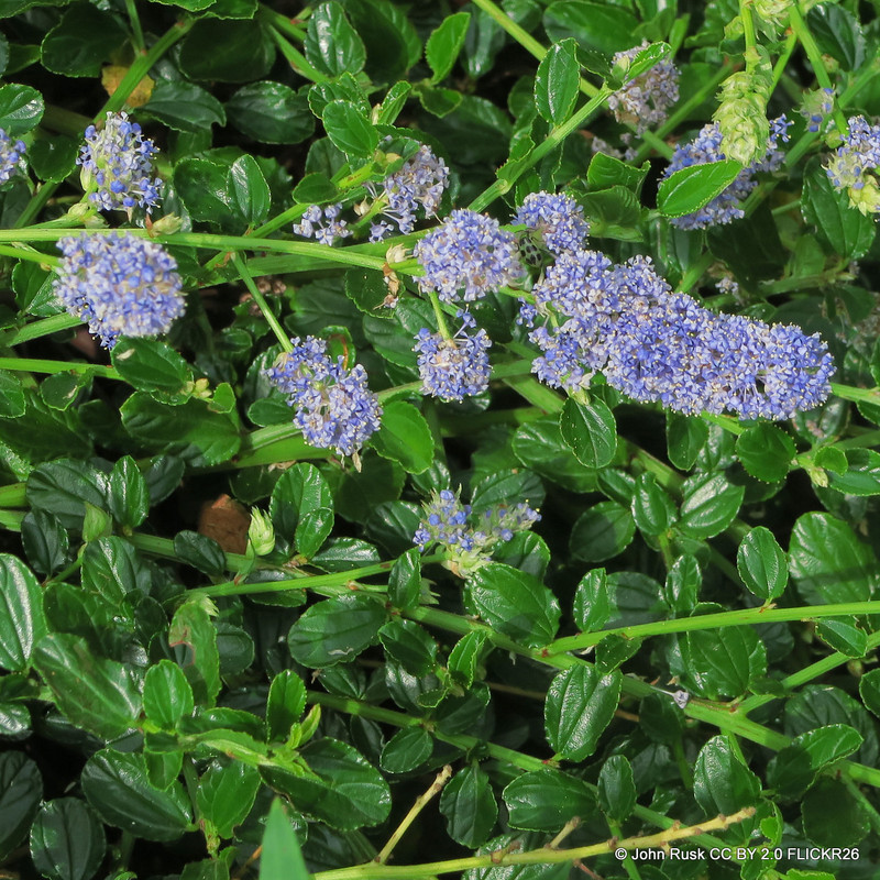 Ceanothus Thyrsiflorus Repens  7.5L
