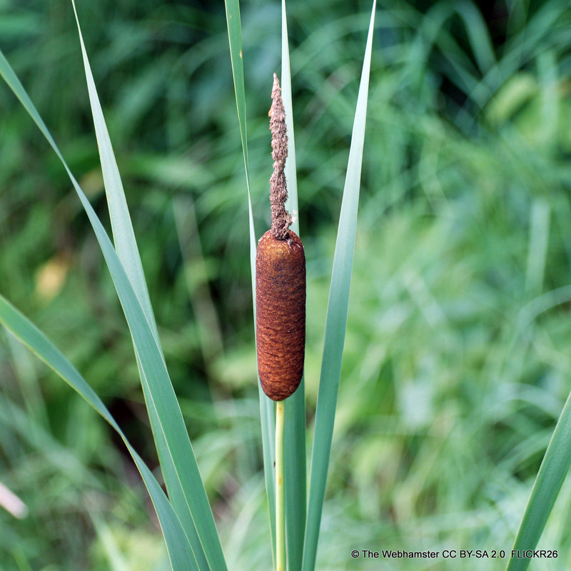 Typha gracilis 1 ltr