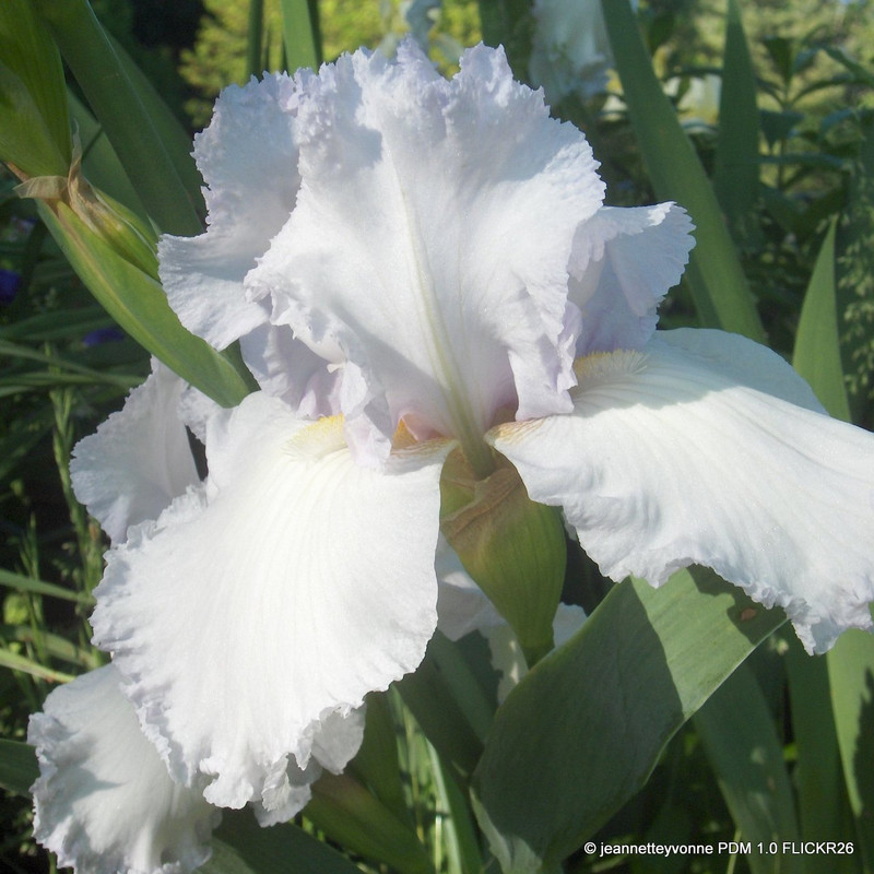 Iris 'English Cottage' 1ltr