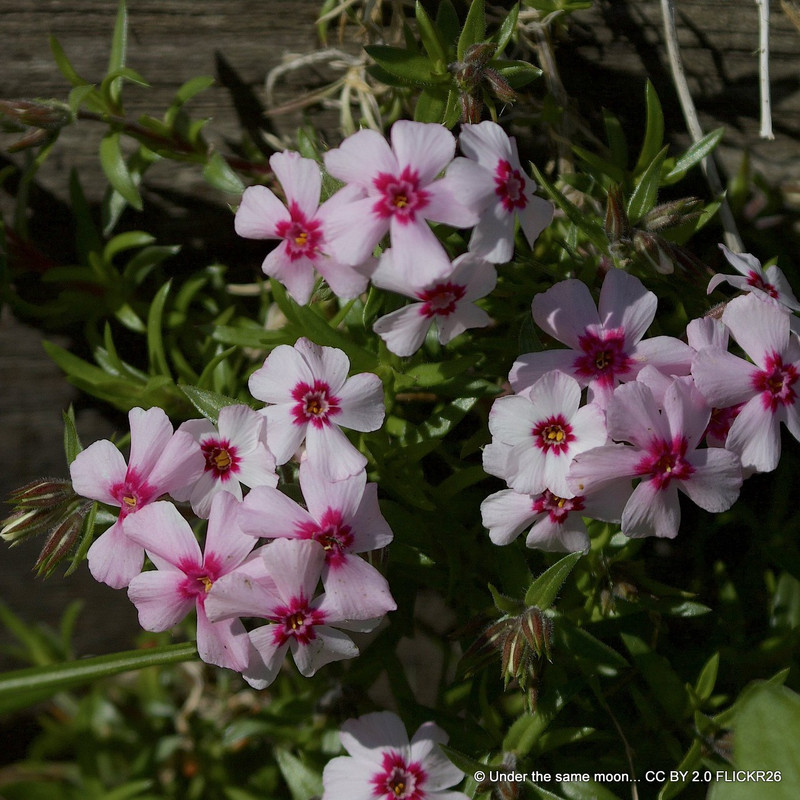 Phlox sub.  'Coral Eyes' - 1ltr