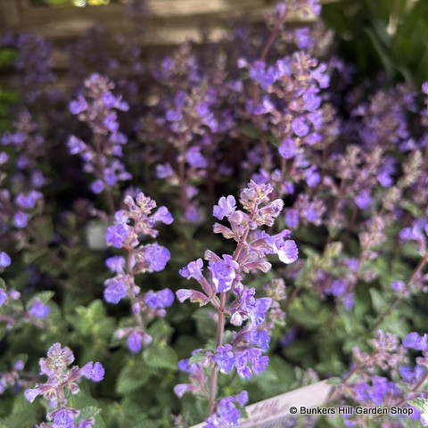 Nepeta faassenii (Catmint) 1ltr