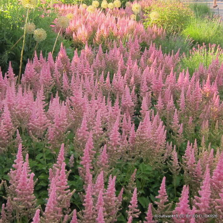 Astilbe chinensis 'Look at Me'-3L