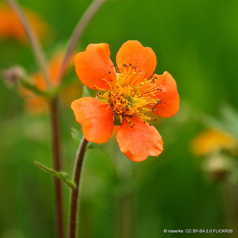 Geum Cocktail ‘Sea Breeze’ 1ltr