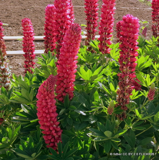 Lupin 'My Castle' (Lupinus) 1ltr pot