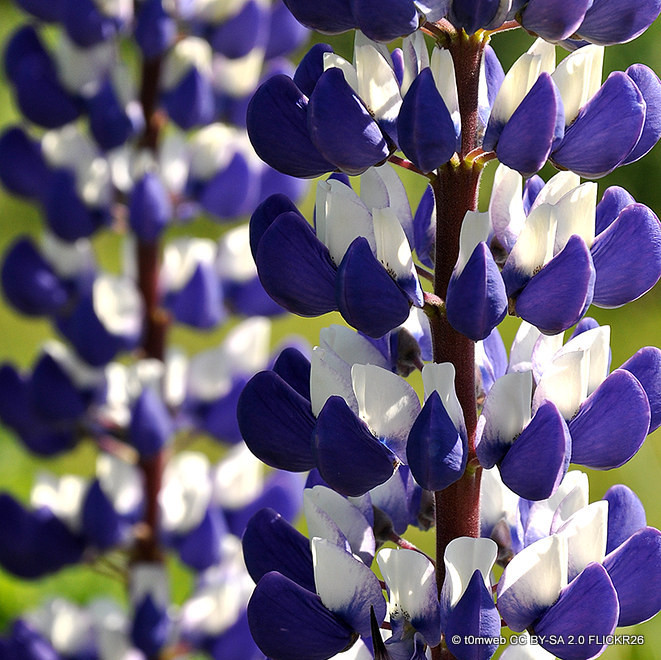 Lupin 'The Governor' (Lupinus) 1ltr pot
