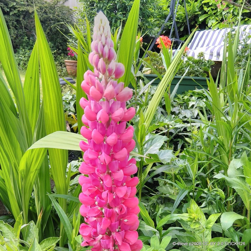 Lupin 'The Pages' (Lupinus) 1ltr pot