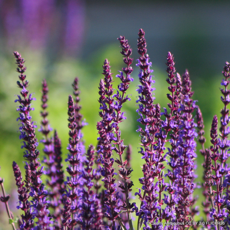 Salvia x superba 'Stormy Night'-1L