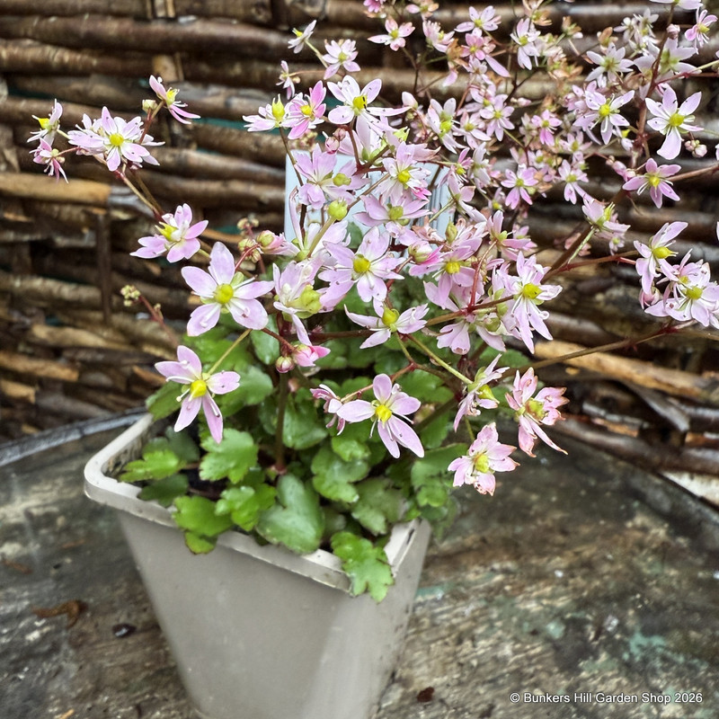 Saxifraga cortusifolia 'Autumn Grace Tomomi'-1L