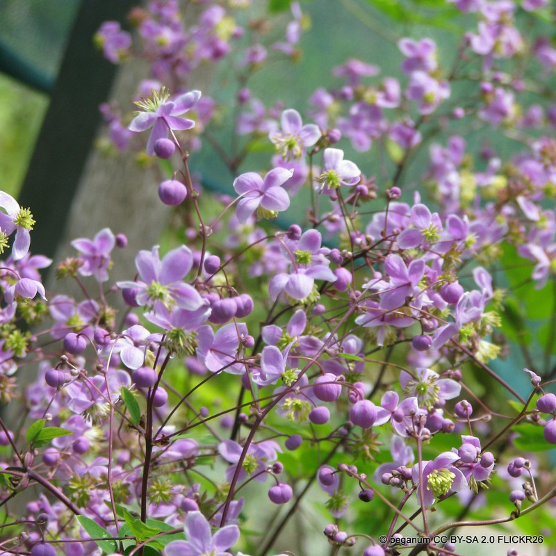 Thalictrum delavayi 'Splendide'-1L