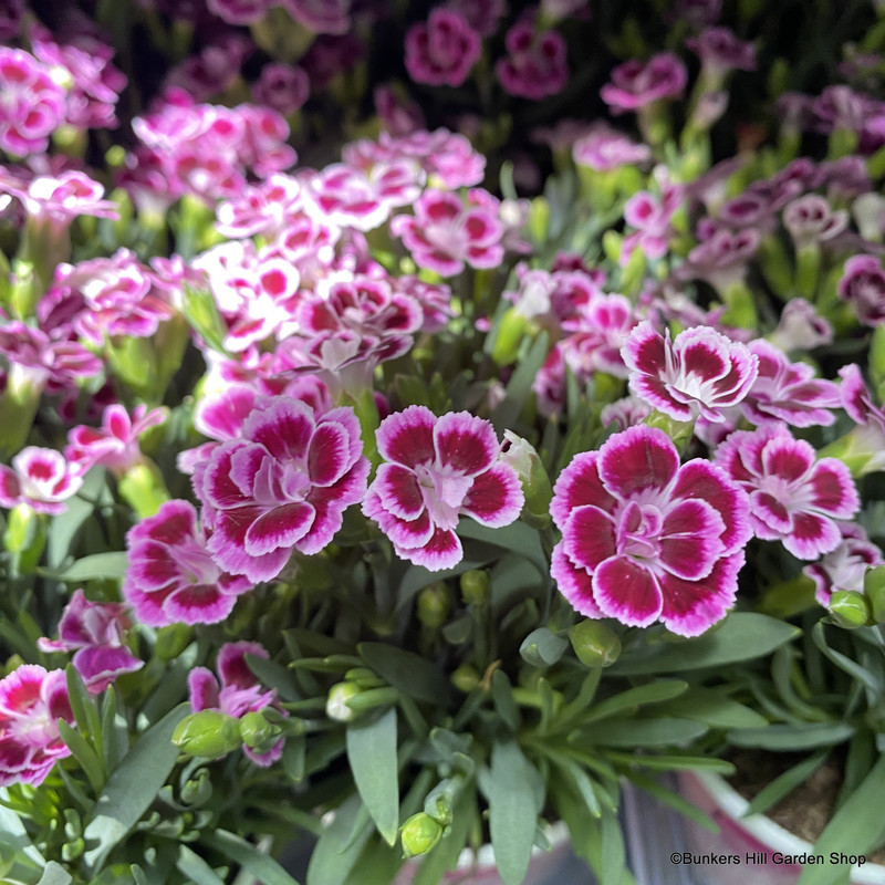 Dianthus 'Pink Kisses' (p12)