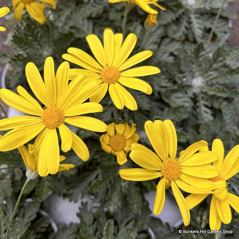 Euryops 'Silver Star'