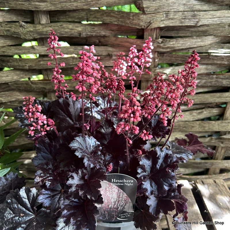 Heuchera 'Timeless night' 3L