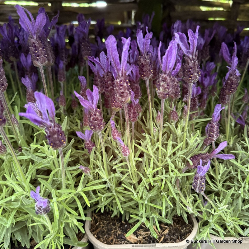 Lavandula Stoechas (p14)