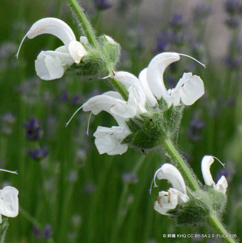 Salvia 'Sensation white 2L