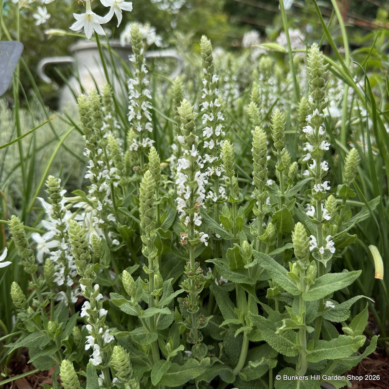 Salvia 'Sensation white' 2L