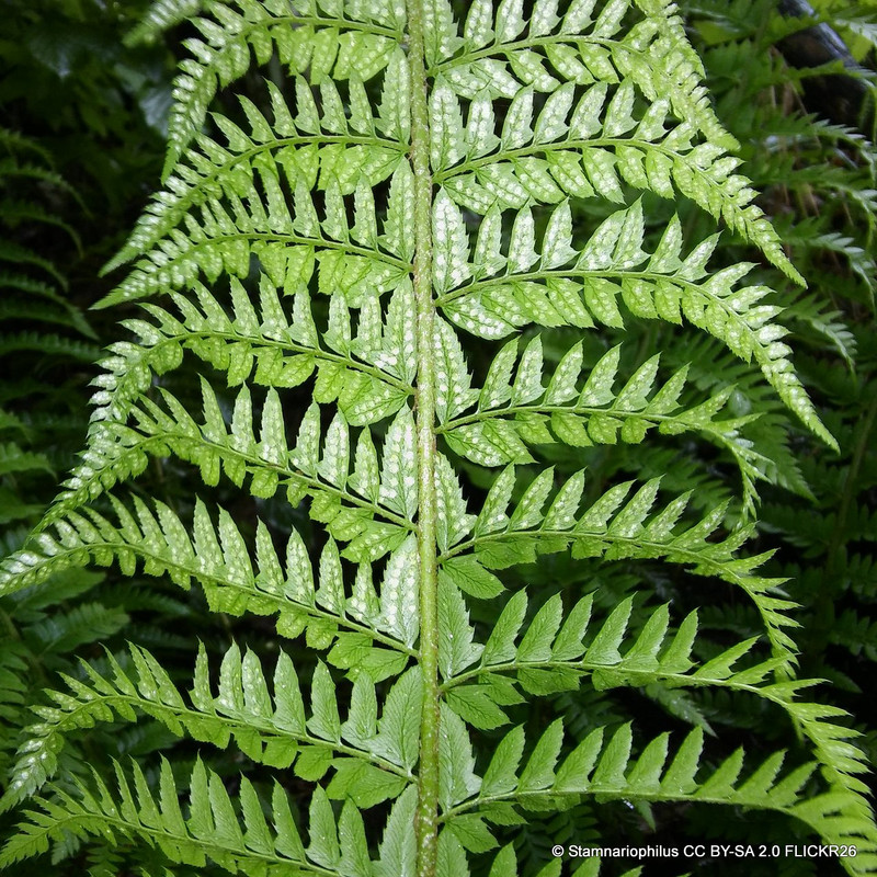 Polystichum aculeatum - S