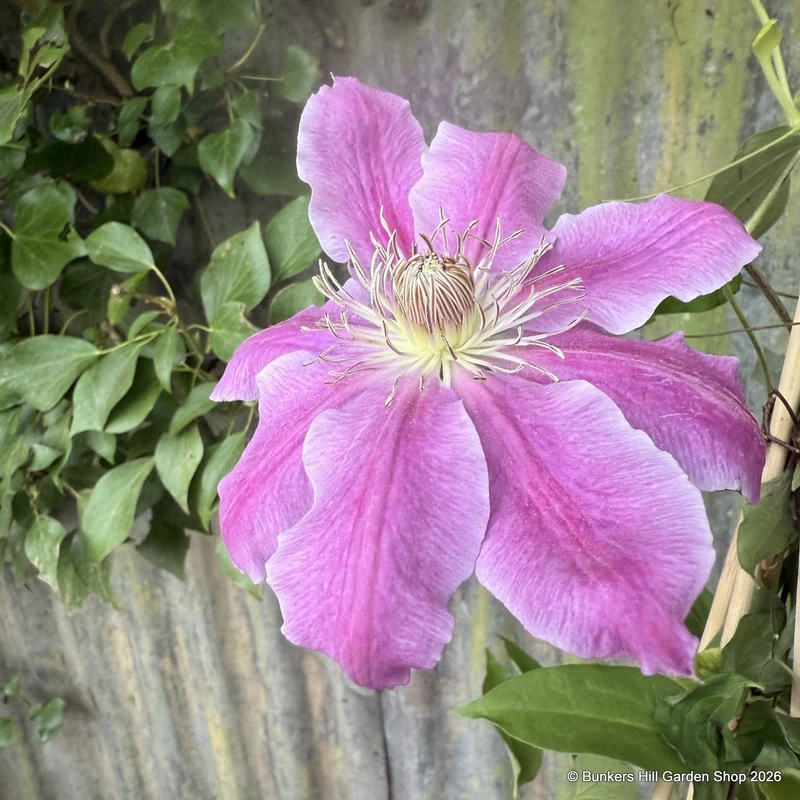 Clematis 'Dr. Ruppel' sq