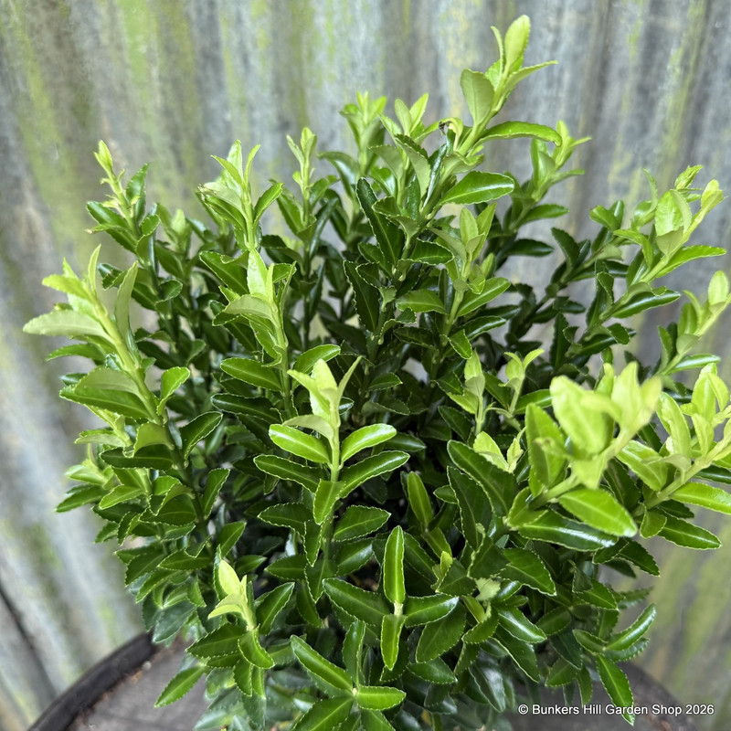 Euonymus jap. 'Green Spire' -  2L