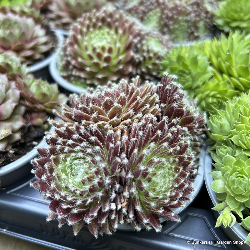 Sempervivum bowls