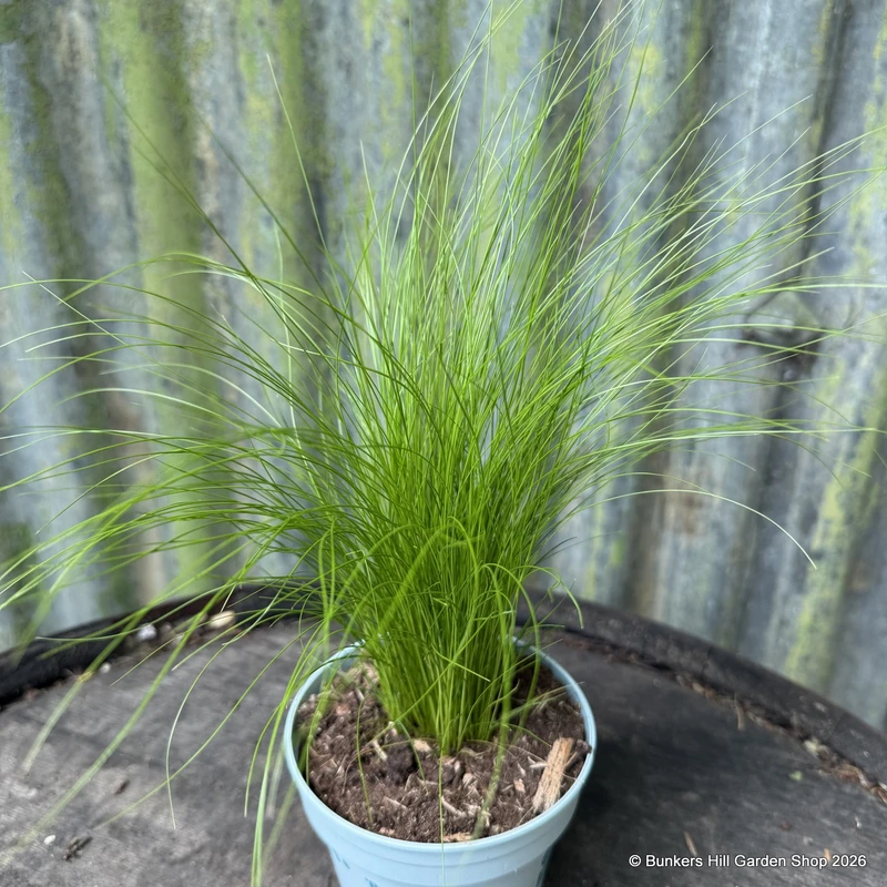 Stipa tenuissima 'Pony Tails' (Grass)  9cm