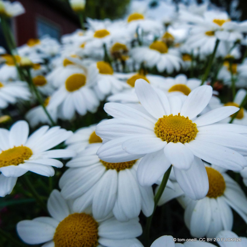 Argyranthemum frutescens white (10.5cm)