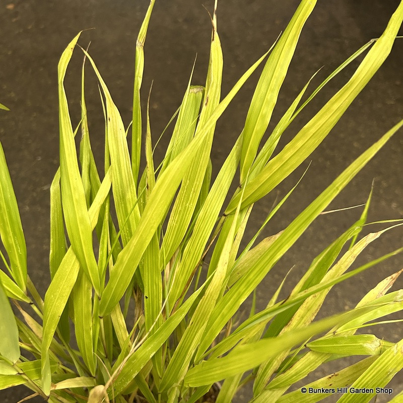 Hakonachloa macra 'Sunflare' 2 litre