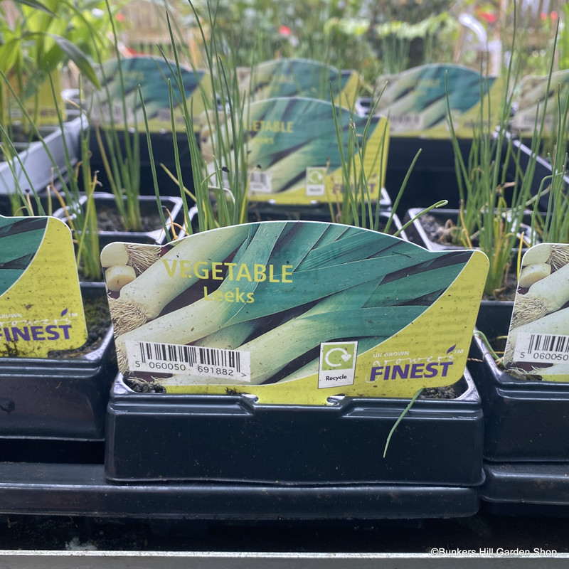 Leek - 6 pack