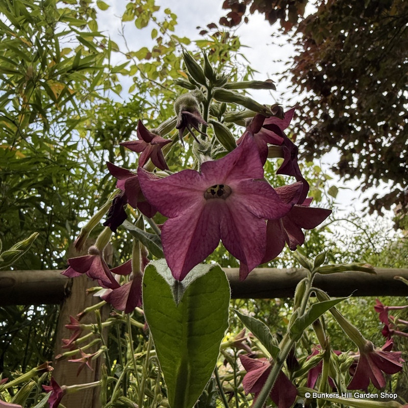 Nicotiana - 6 pack