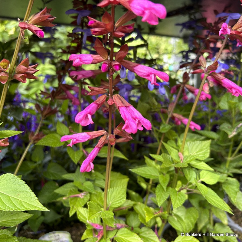 Salvia (Mixed varietes) 3ltr