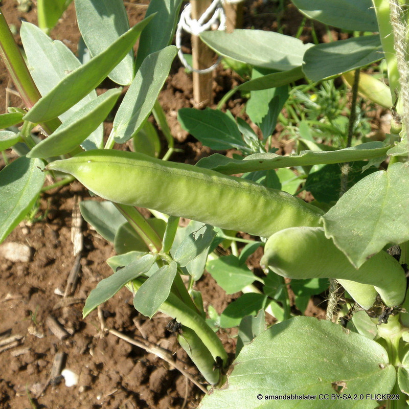 Broad Bean -  6 Pack