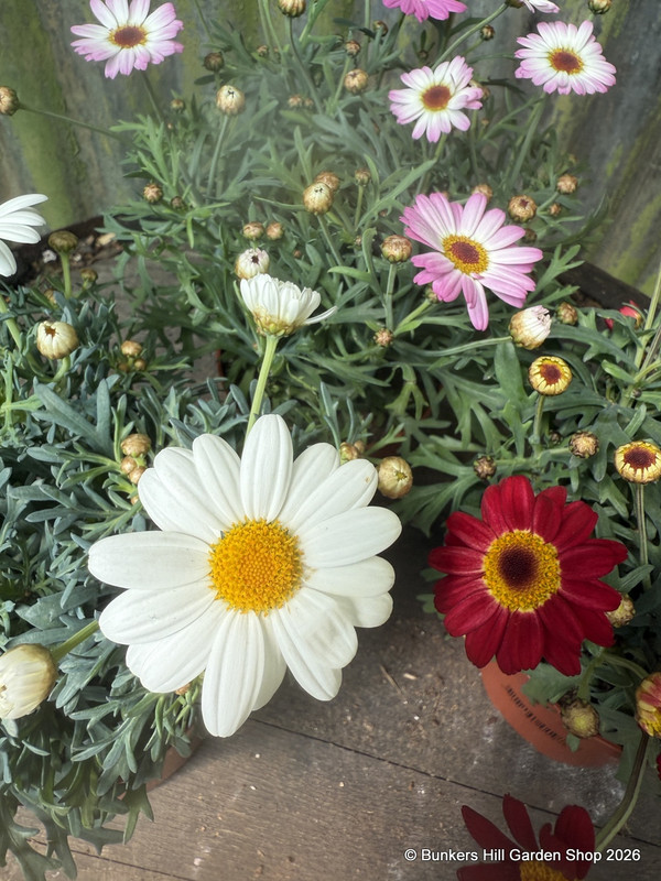 Argyranthemum frutescens mix
