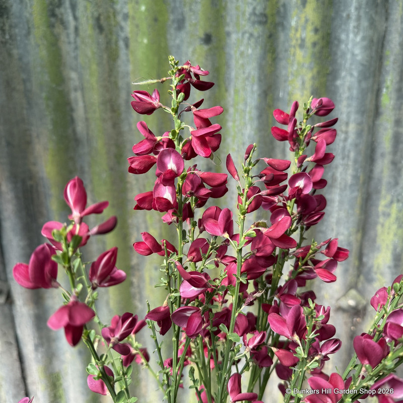 Cytisus ‘Boskoop Ruby’ 9cm