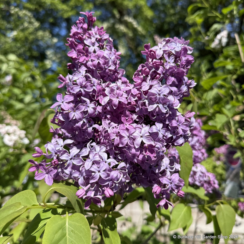 Syringa vulgaris 'Ruhm von Horstenstein' 10L bush