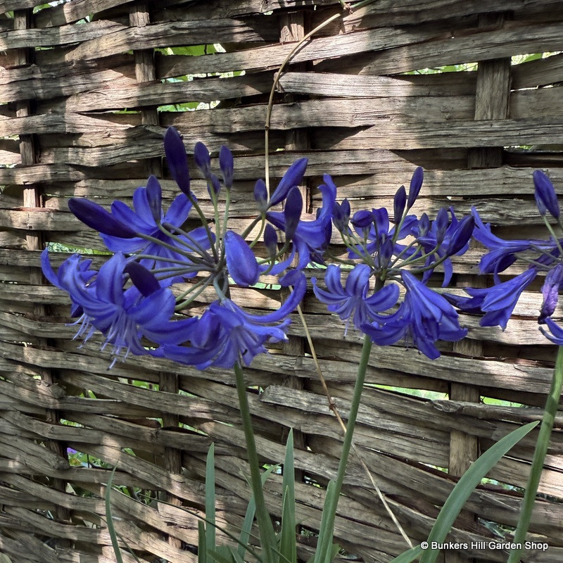 Agapanthus 'Northern Star' 3ltr