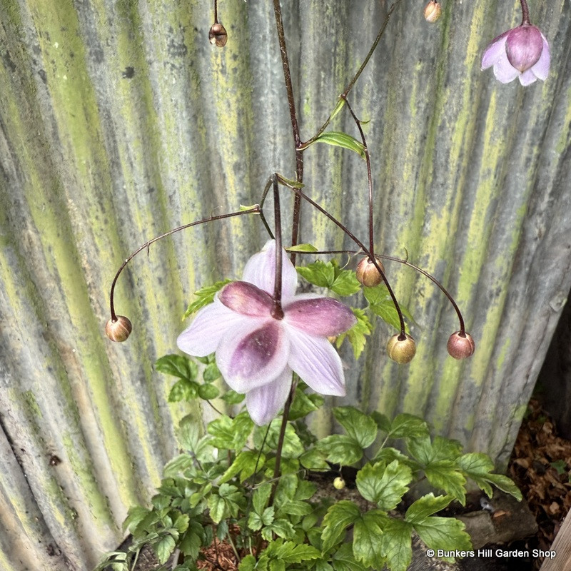 Anemonopsis macrophylla 2L