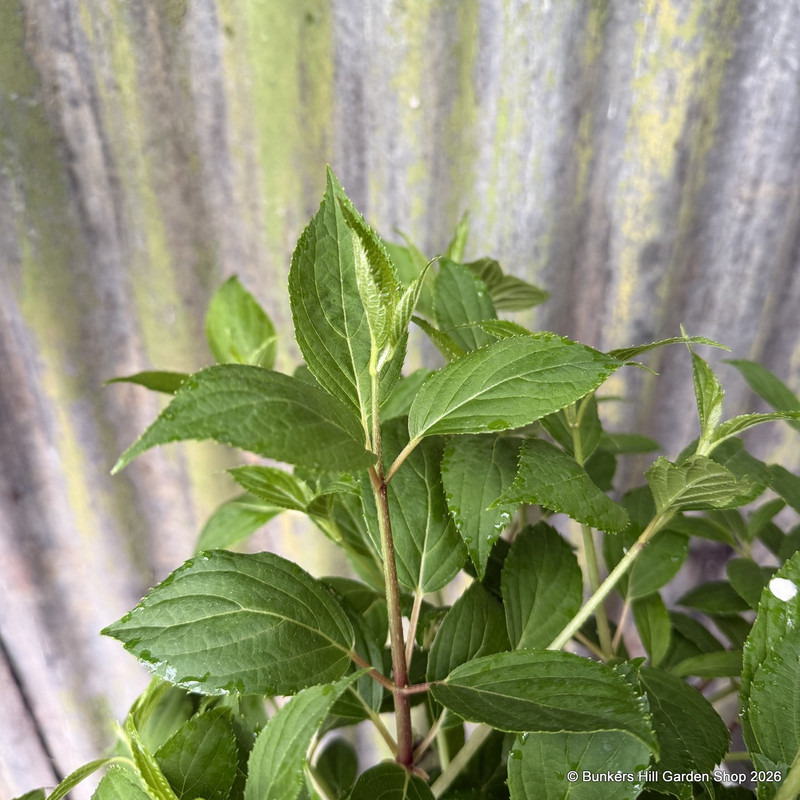 Hydrangea paniculata 'Big Dick' 7.5L