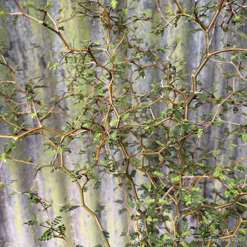 Sophora 'Little Baby' 3L
