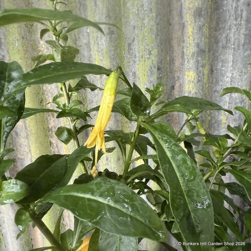 Vestia foetida 3L
